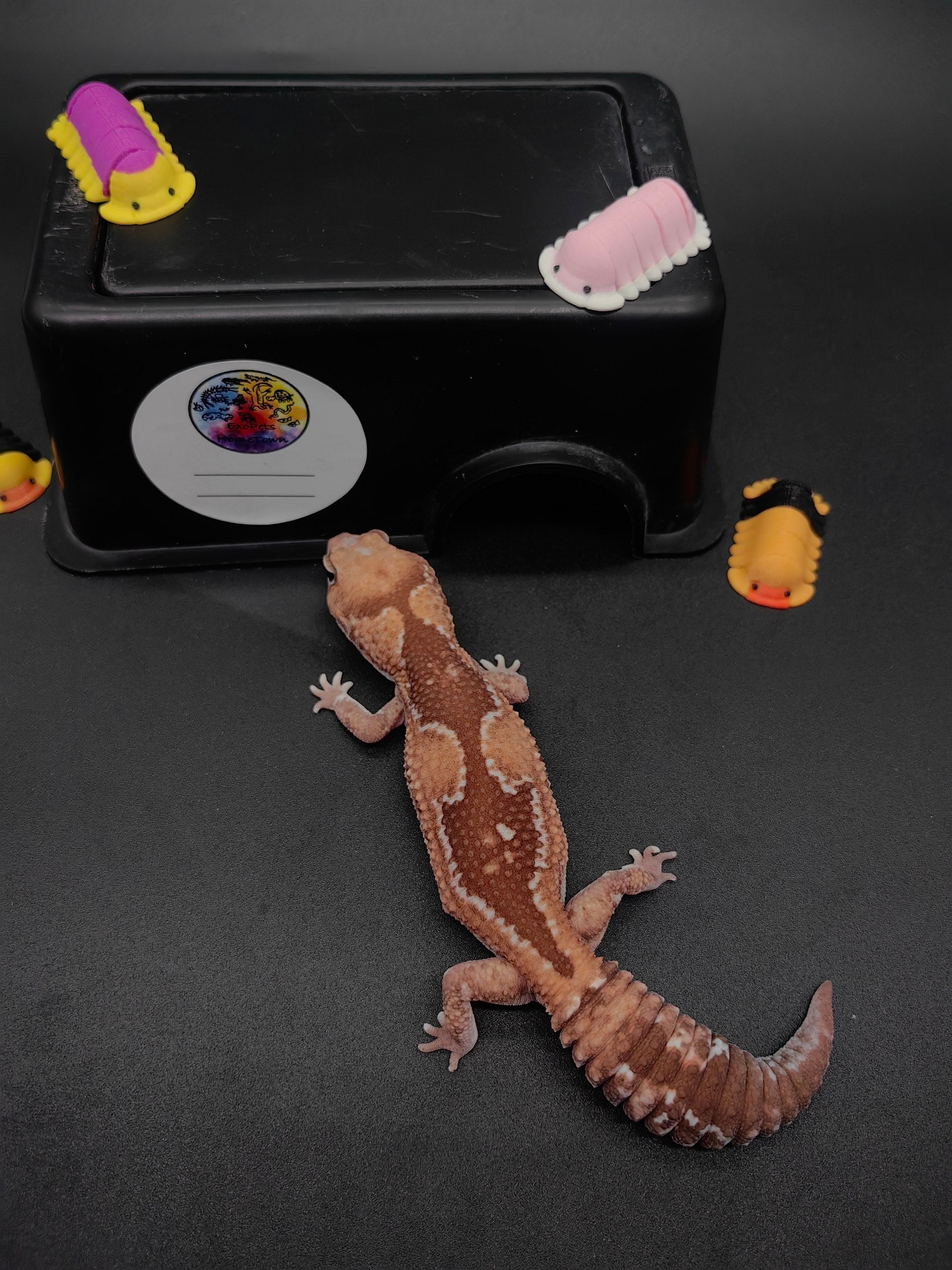 African Fat-Tailed Gecko