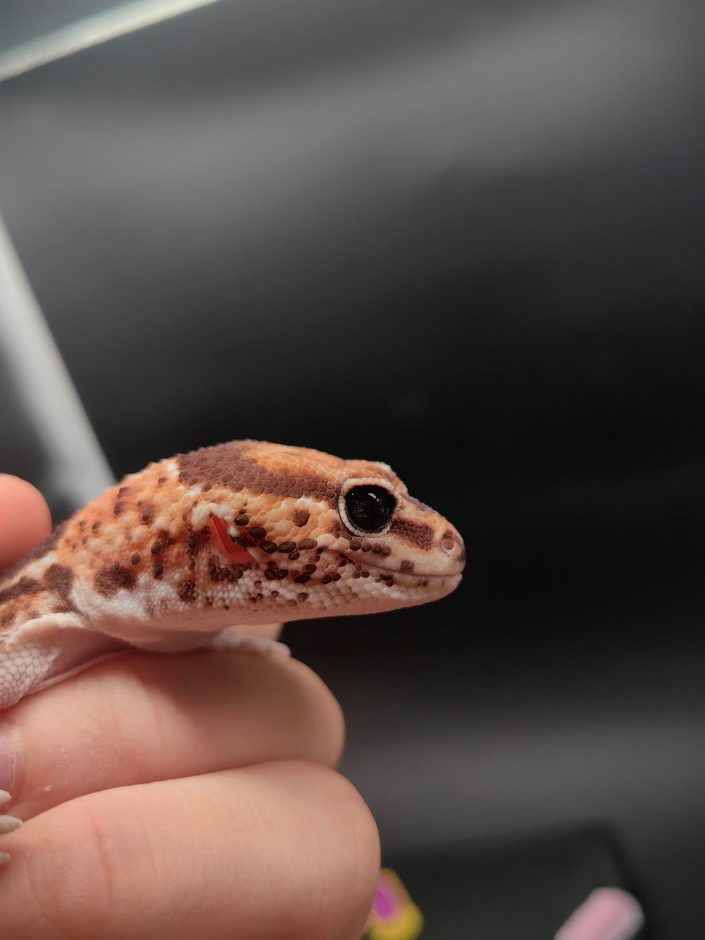 African Fat-Tailed Gecko