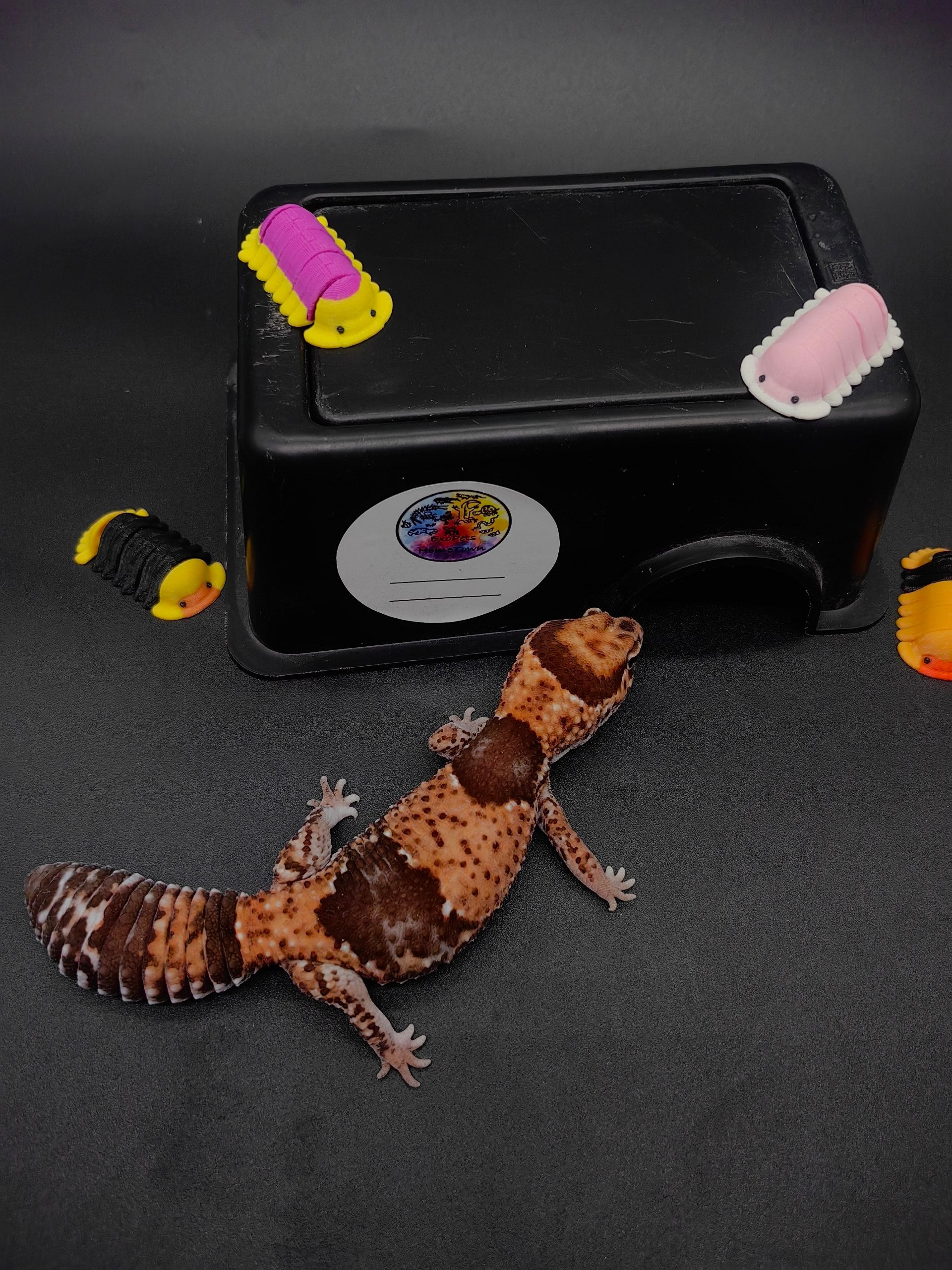 African Fat-Tailed Gecko
