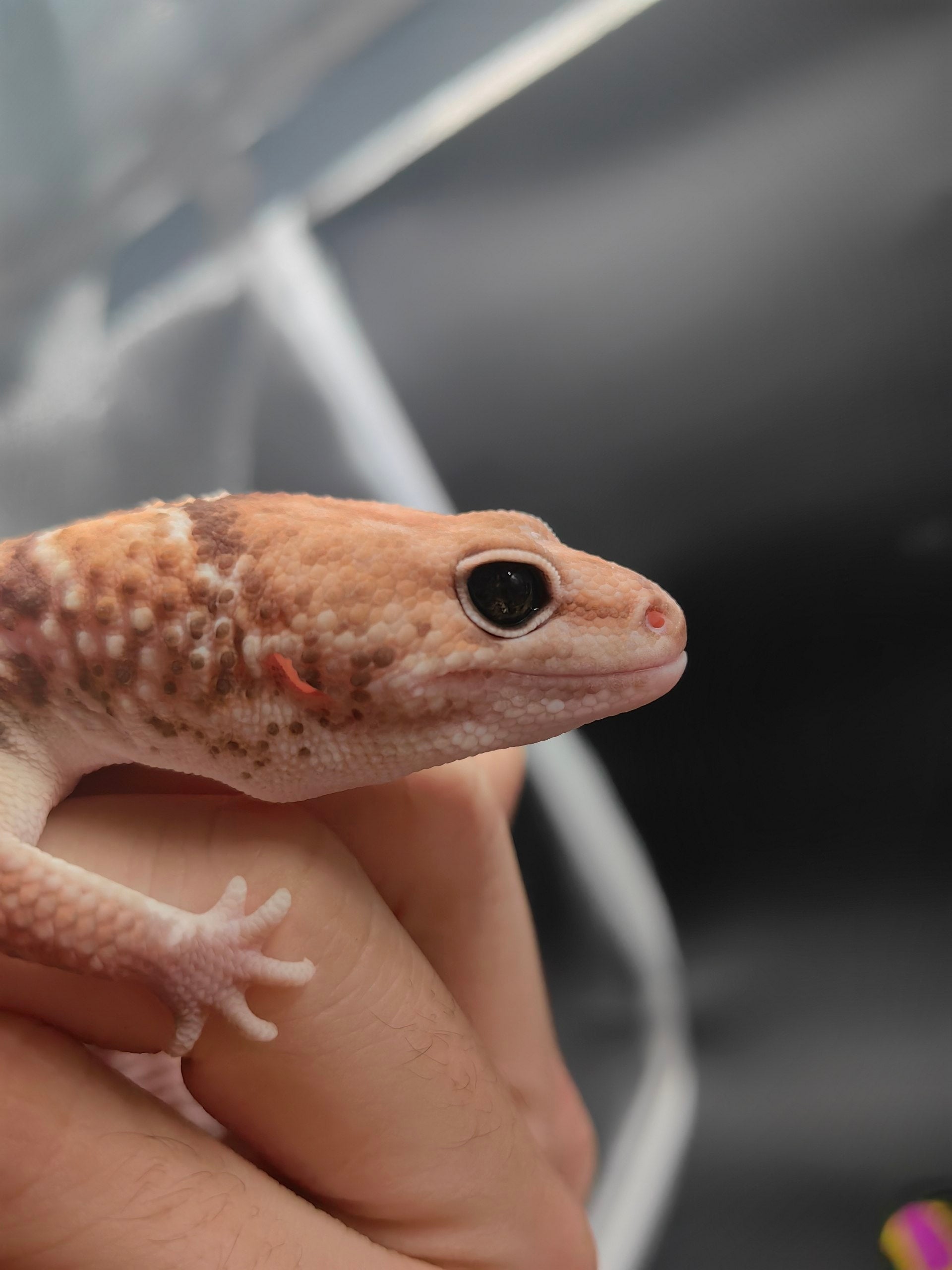 African Fat-Tailed Gecko