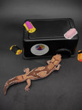 African Fat-Tailed Gecko