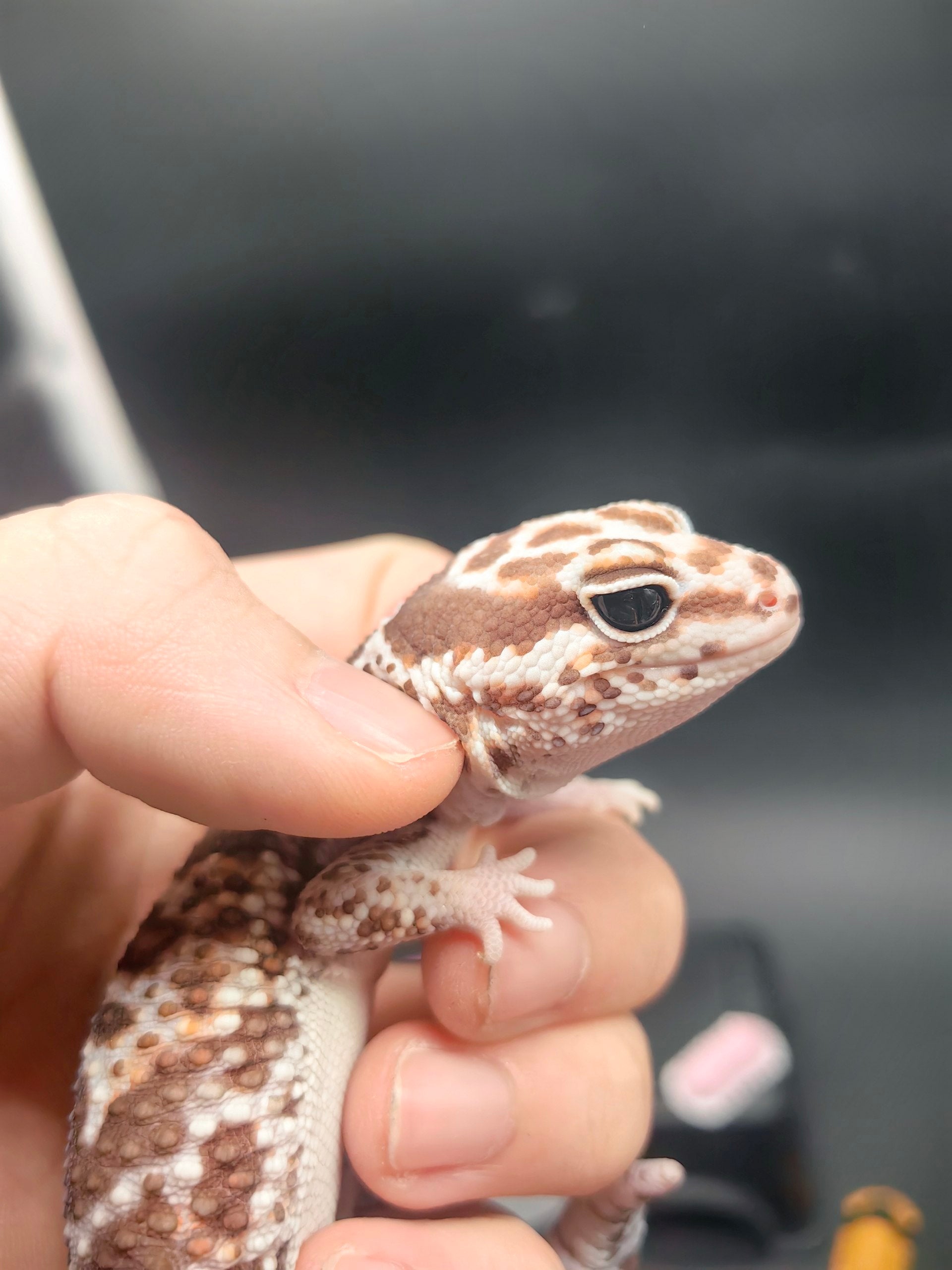 African Fat-Tailed Gecko