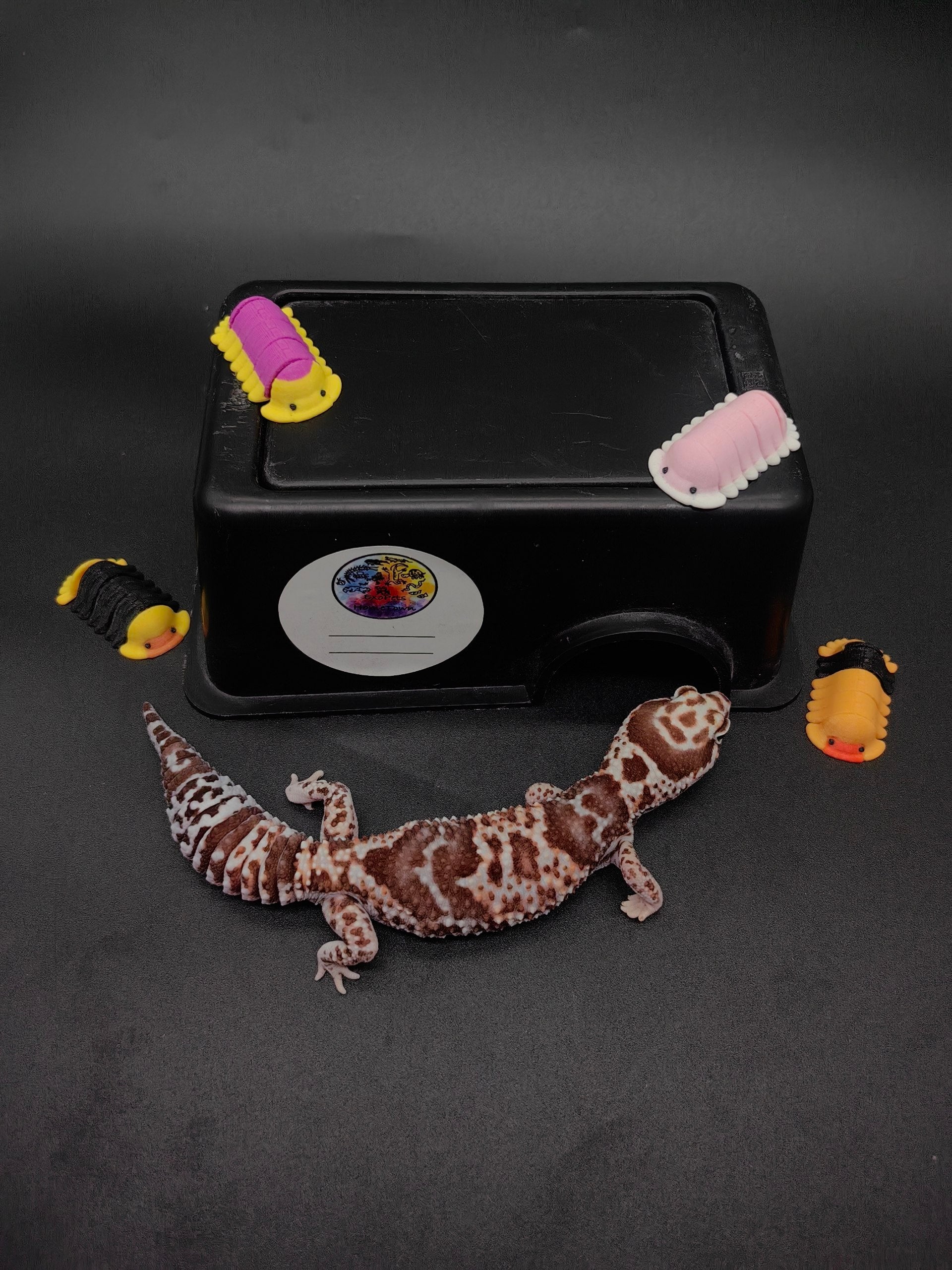African Fat-Tailed Gecko