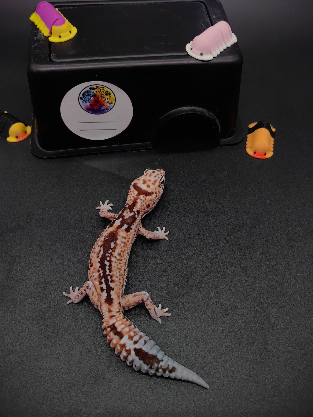 African Fat-Tailed Gecko