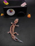 African Fat-Tailed Gecko