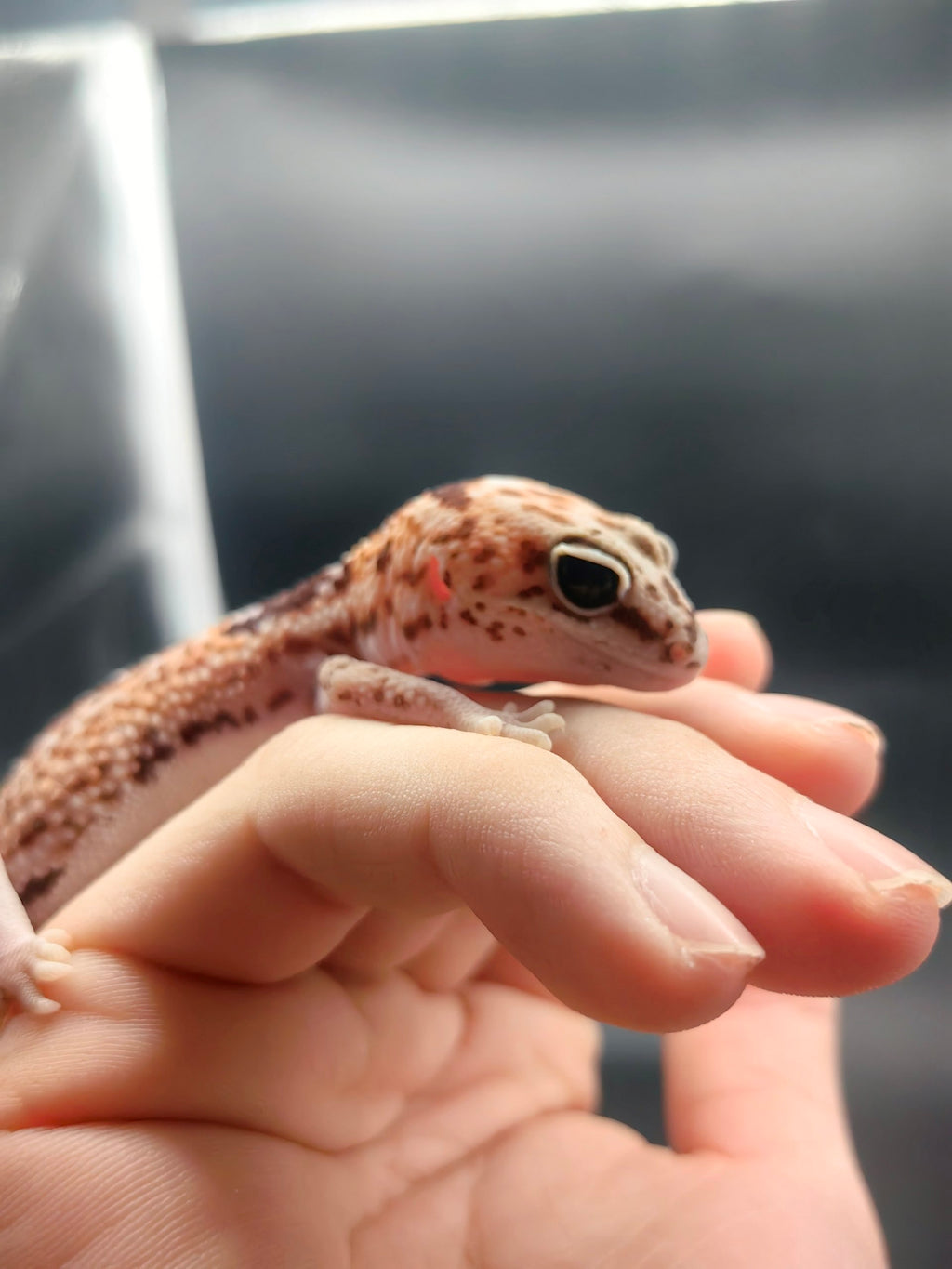 African Fat-Tailed Gecko