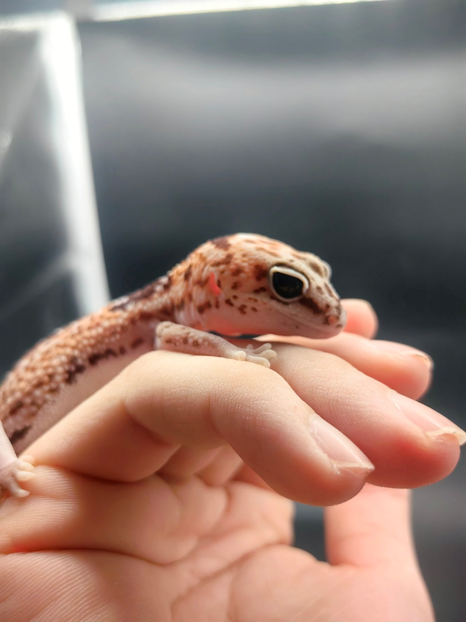 African Fat-Tailed Gecko