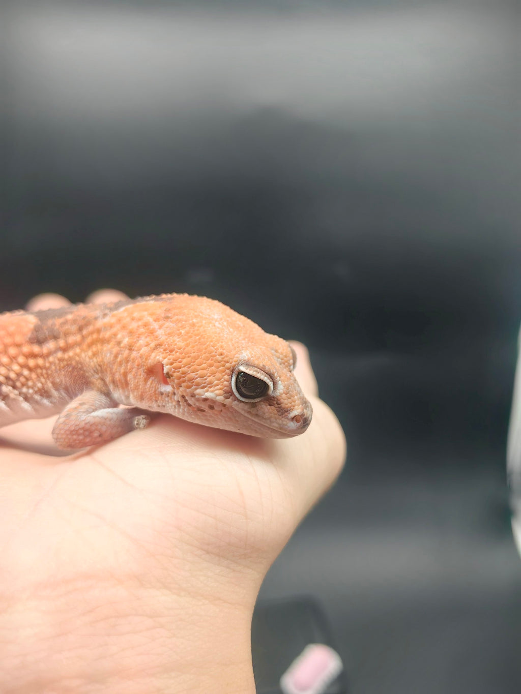 African Fat-Tailed Gecko