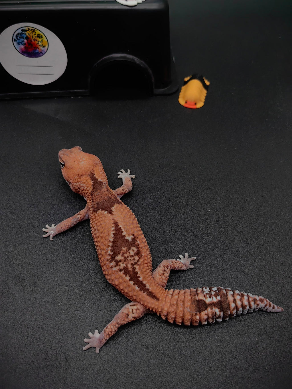 African Fat-Tailed Gecko
