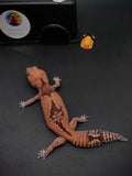 African Fat-Tailed Gecko