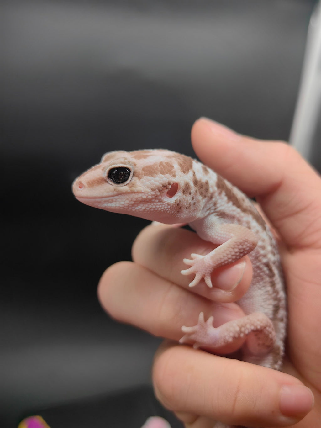 African Fat-Tailed Gecko