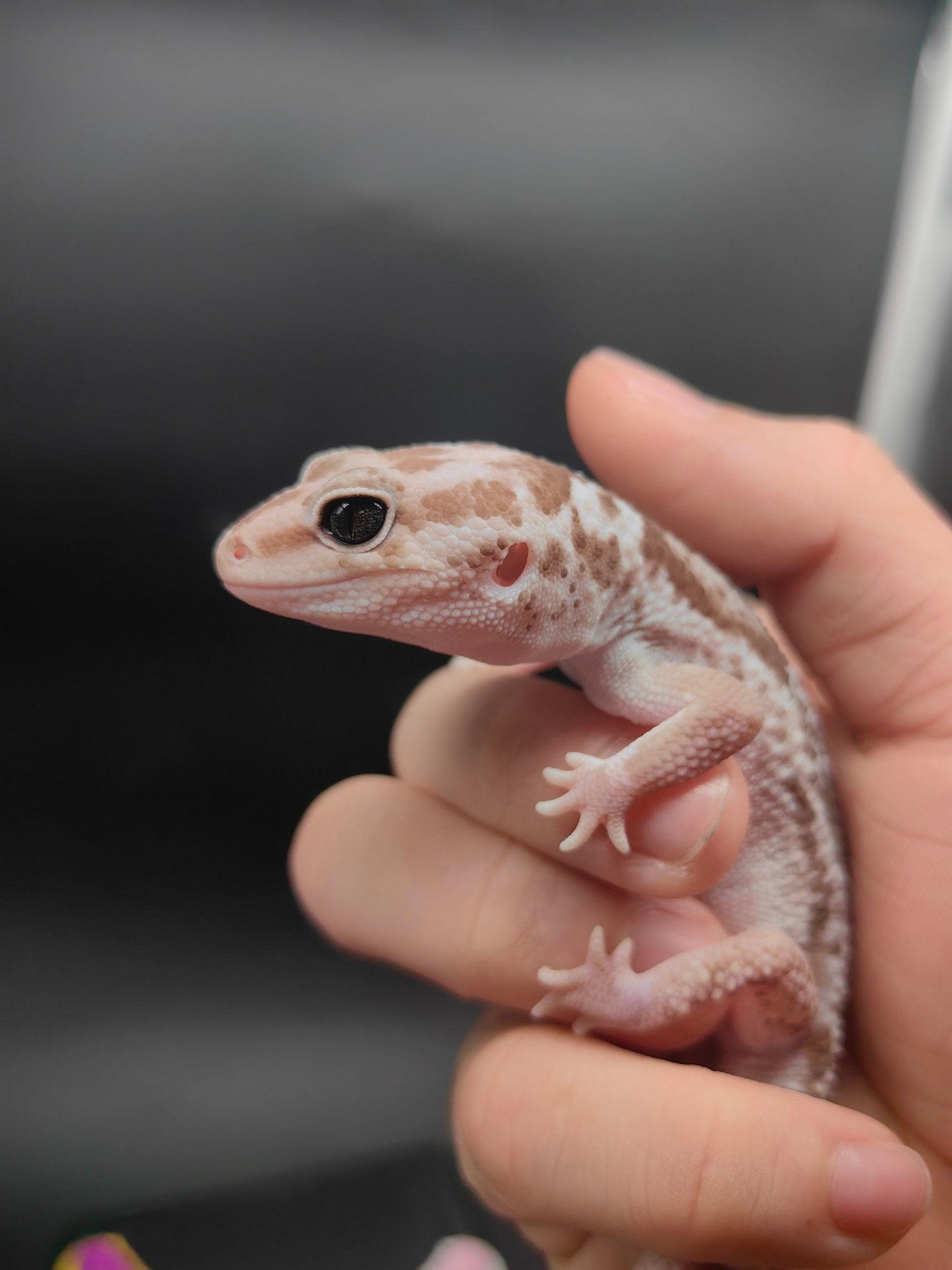 African Fat-Tailed Gecko