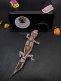 African Fat-Tailed Gecko