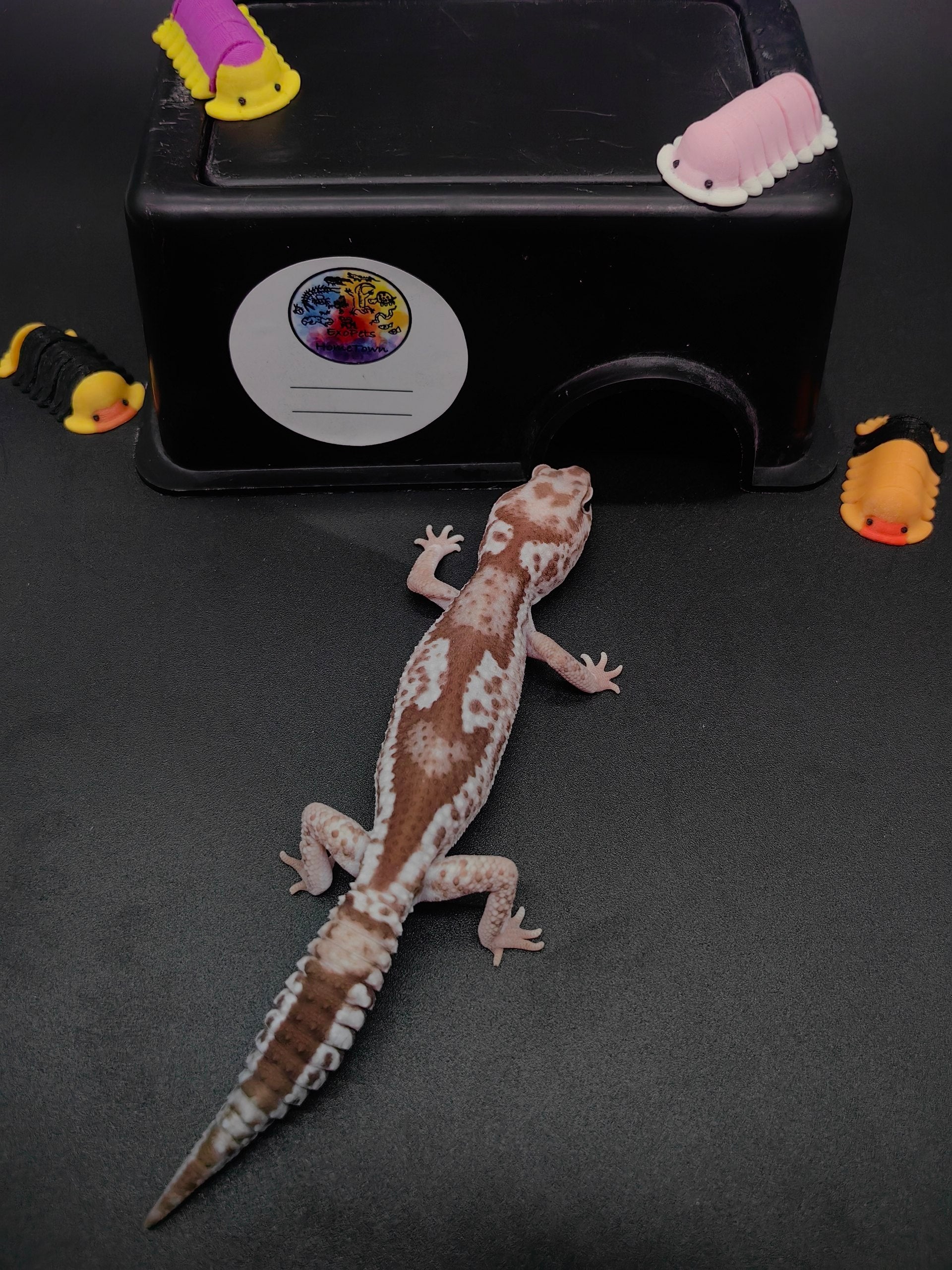 African Fat-Tailed Gecko