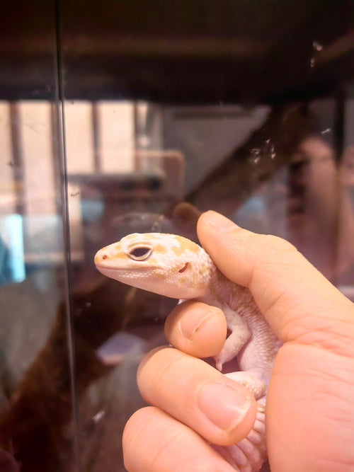 African Fat-Tailed Gecko