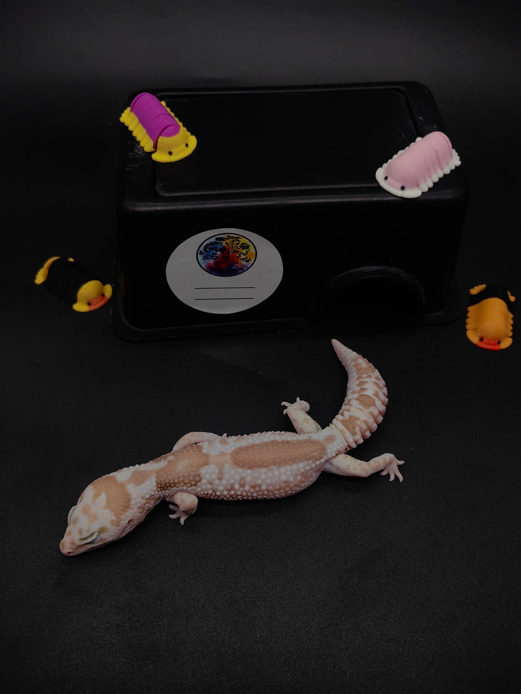 African Fat-Tailed Gecko