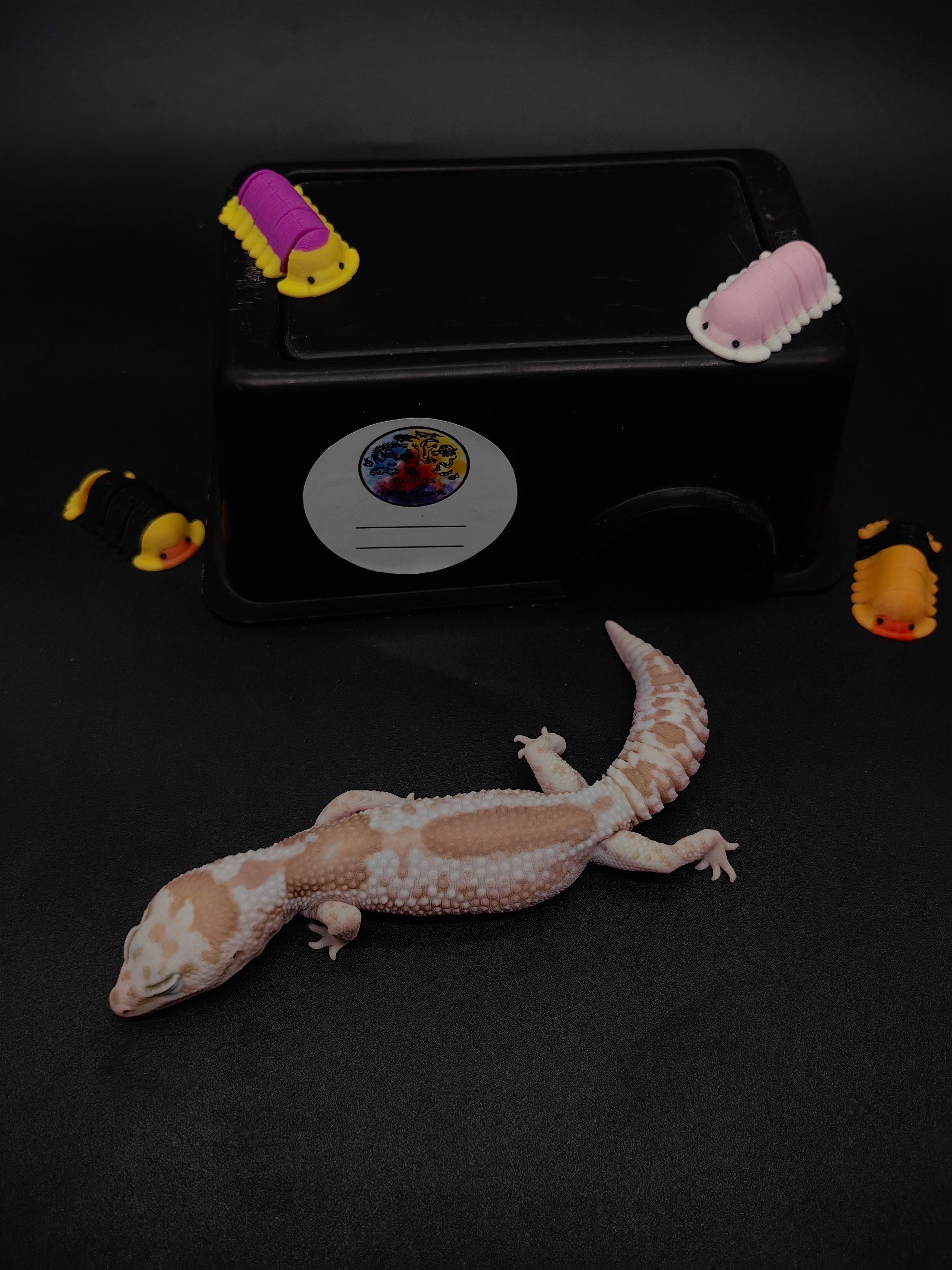 African Fat-Tailed Gecko