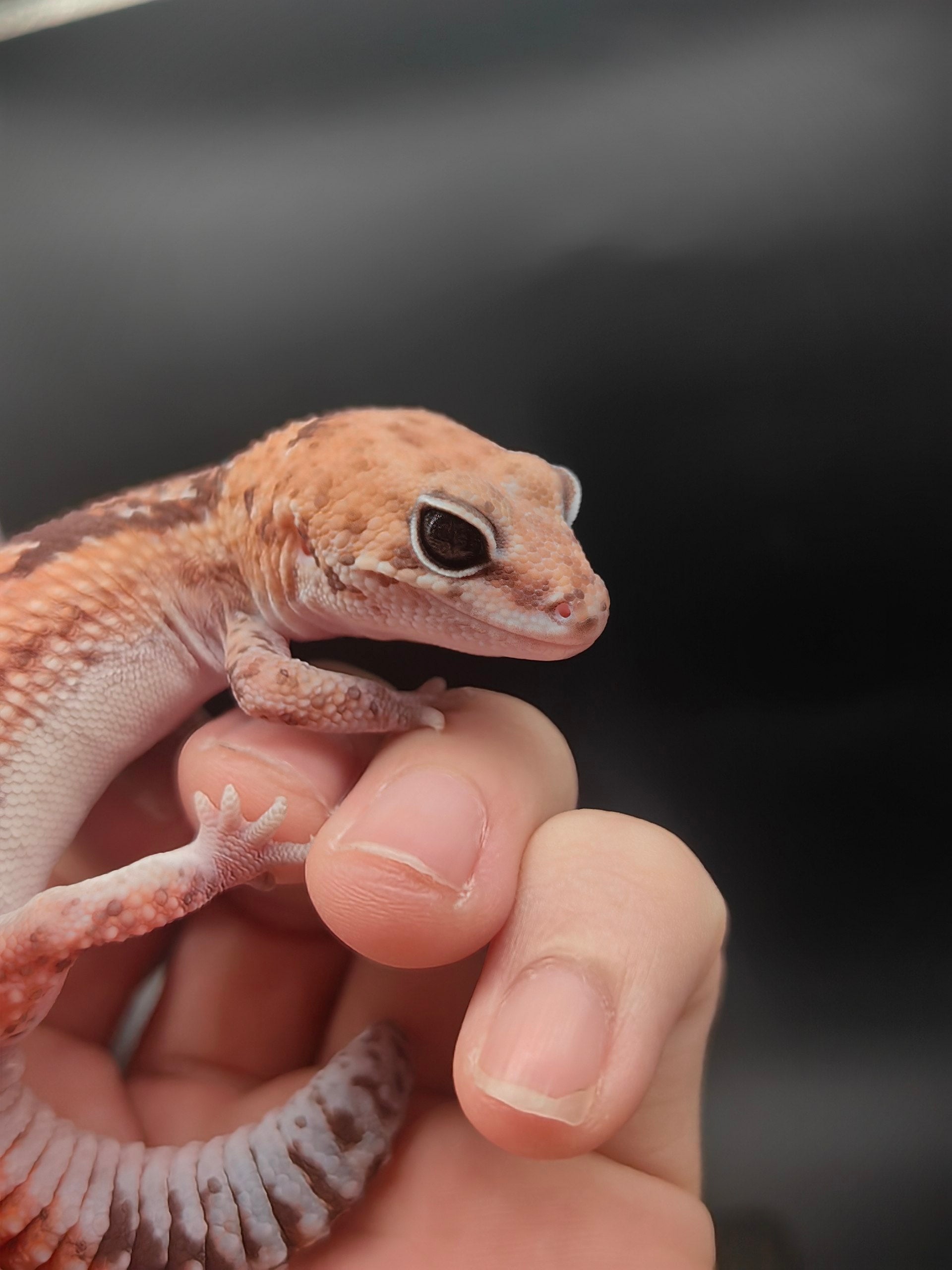 African Fat-Tailed Gecko