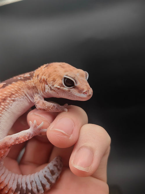 African Fat-Tailed Gecko