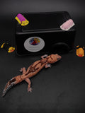 African Fat-Tailed Gecko