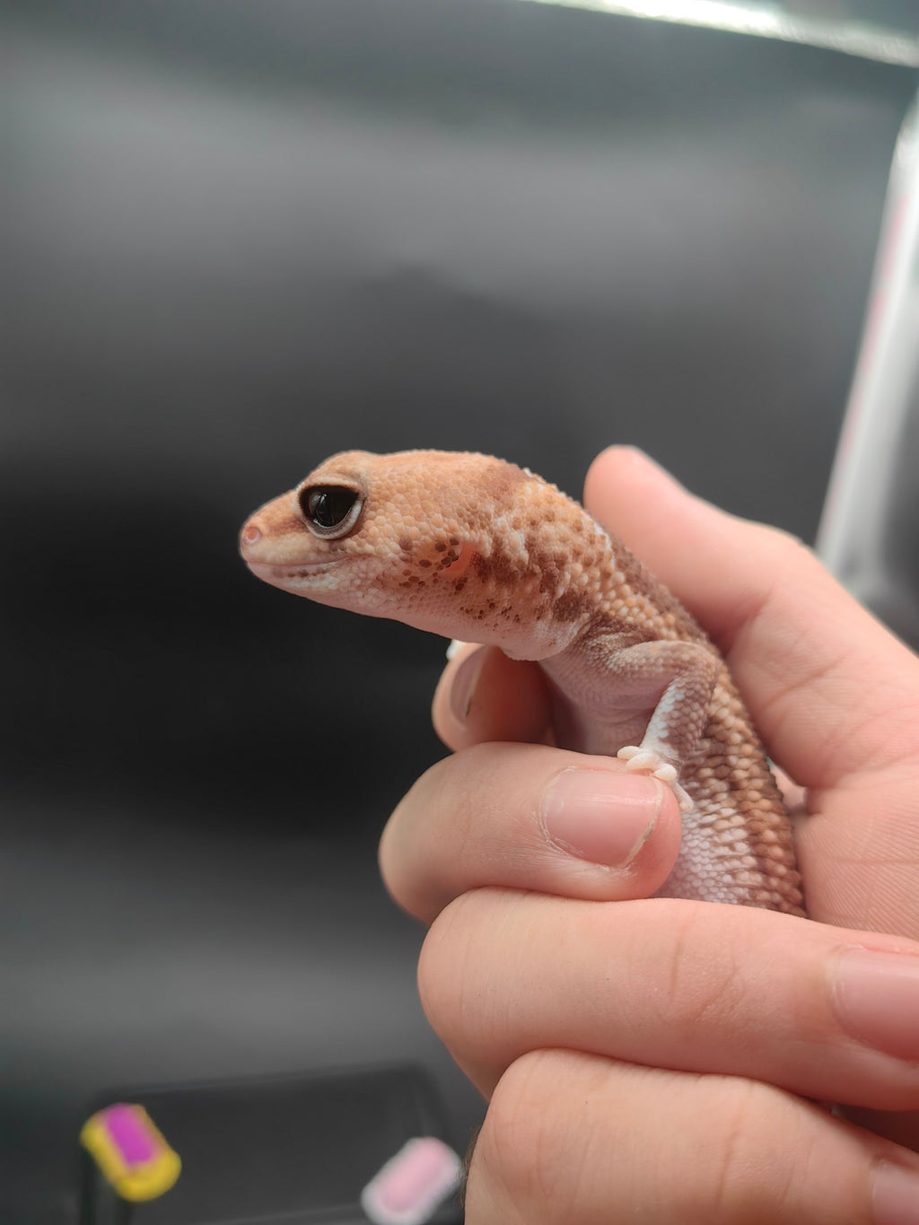 African Fat-Tailed Gecko