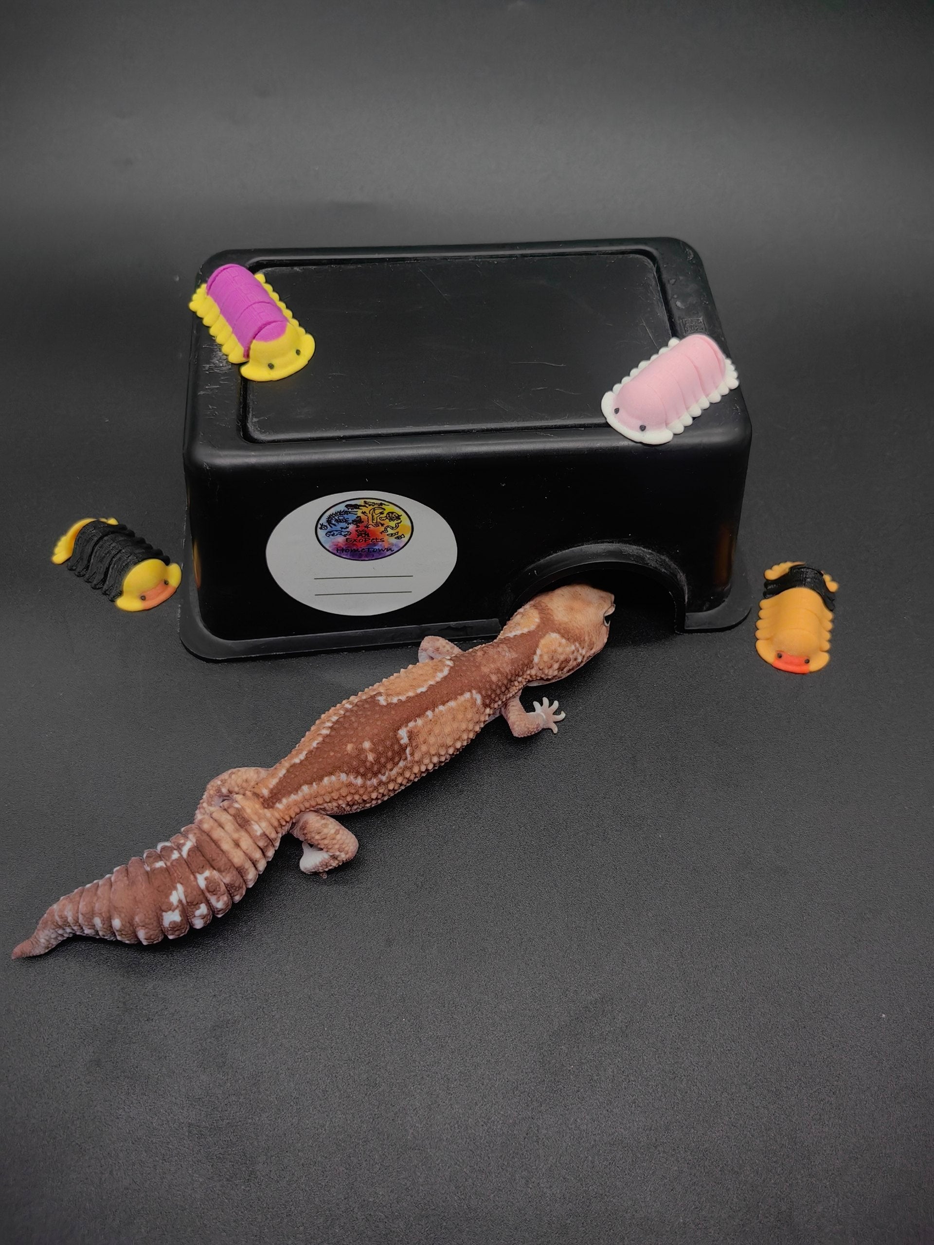 African Fat-Tailed Gecko