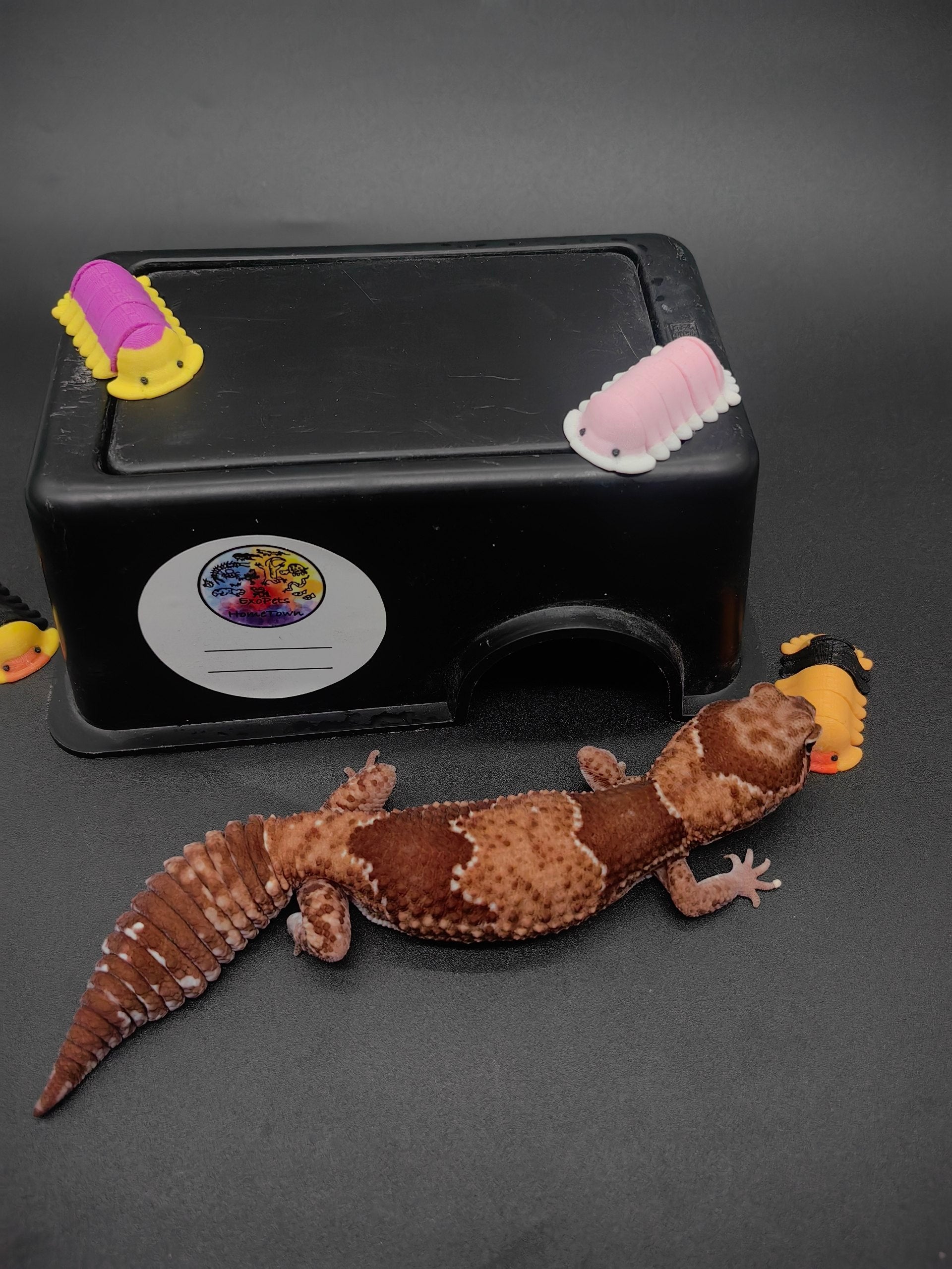 African Fat-Tailed Gecko