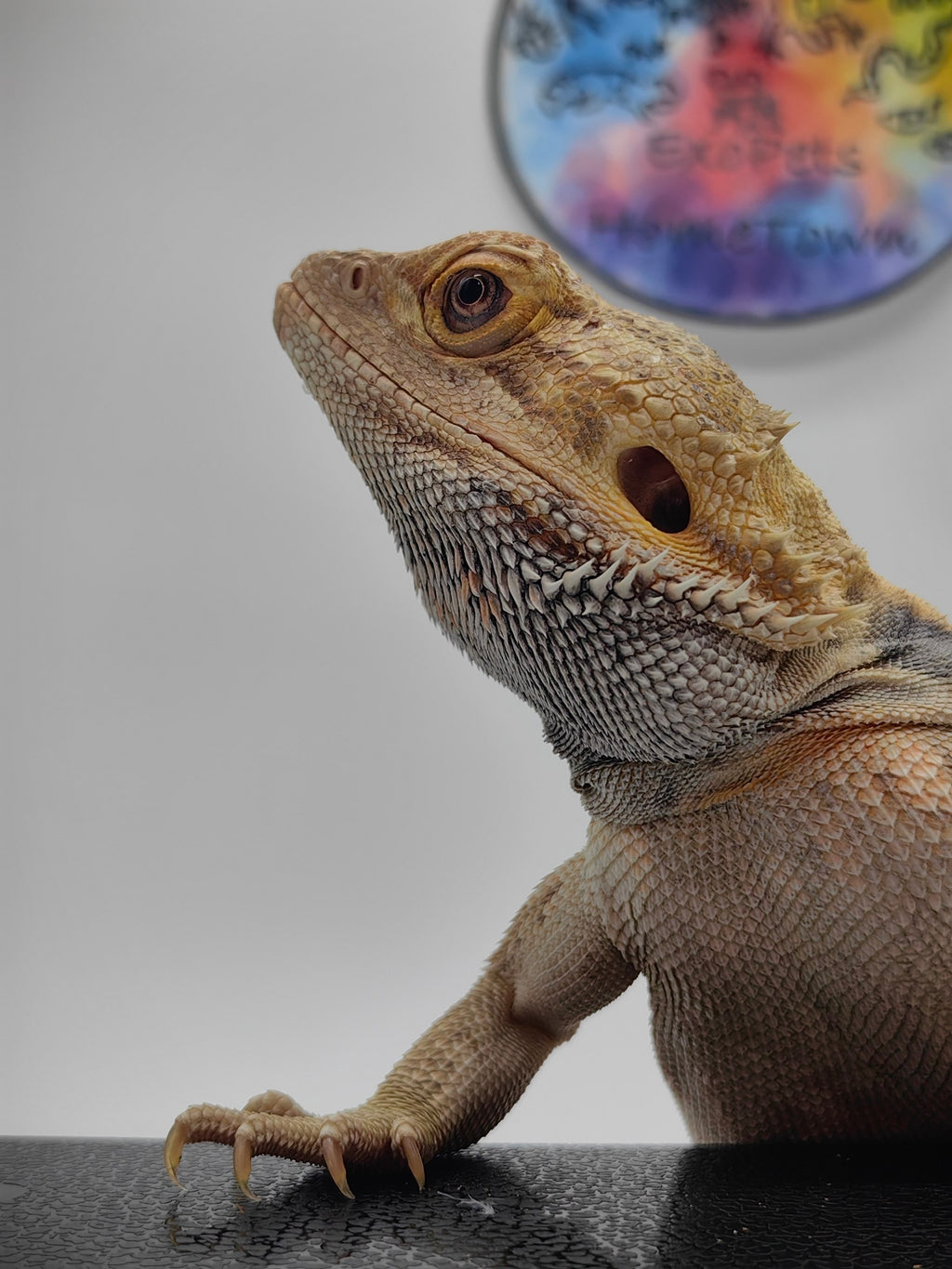 Bearded Dragon