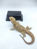 Bearded Dragon