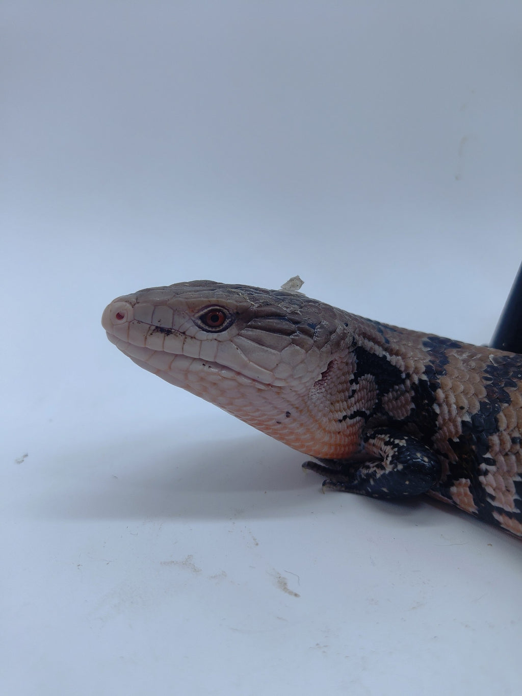 Blue Tongue Skink