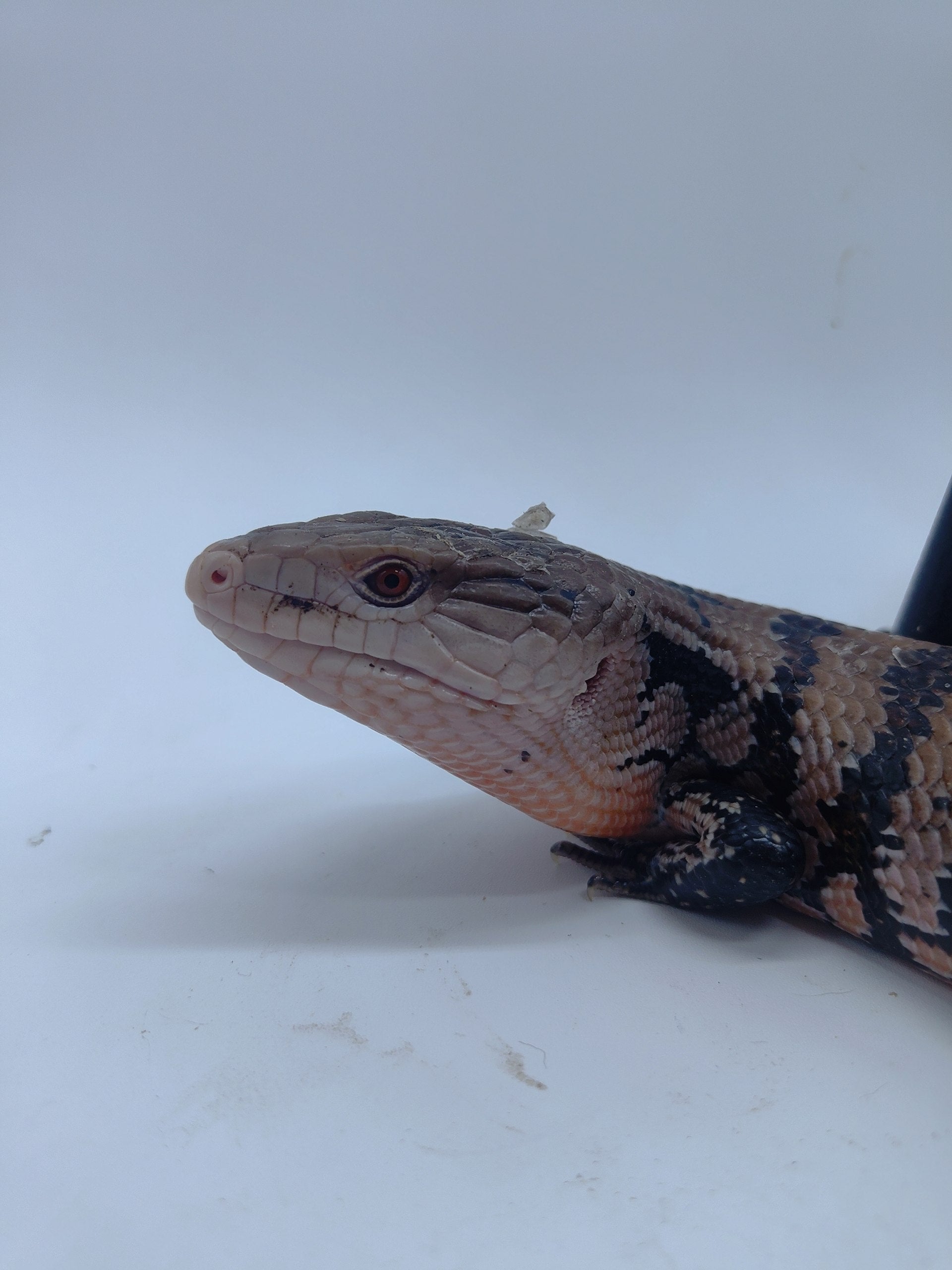 Blue Tongue Skink