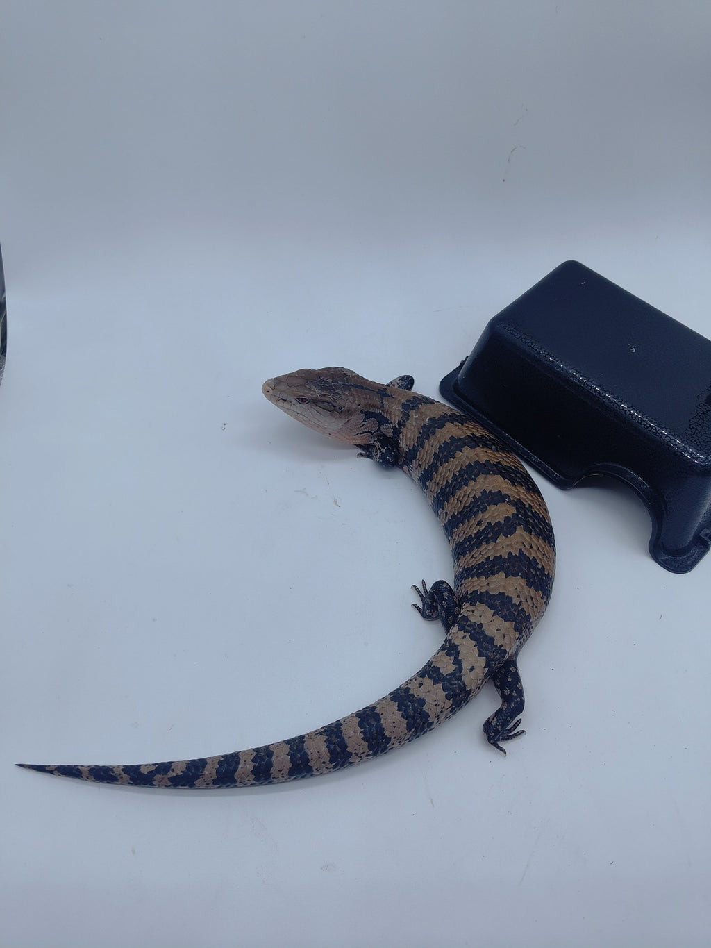 Blue Tongue Skink