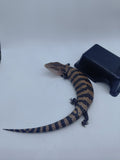 Blue Tongue Skink