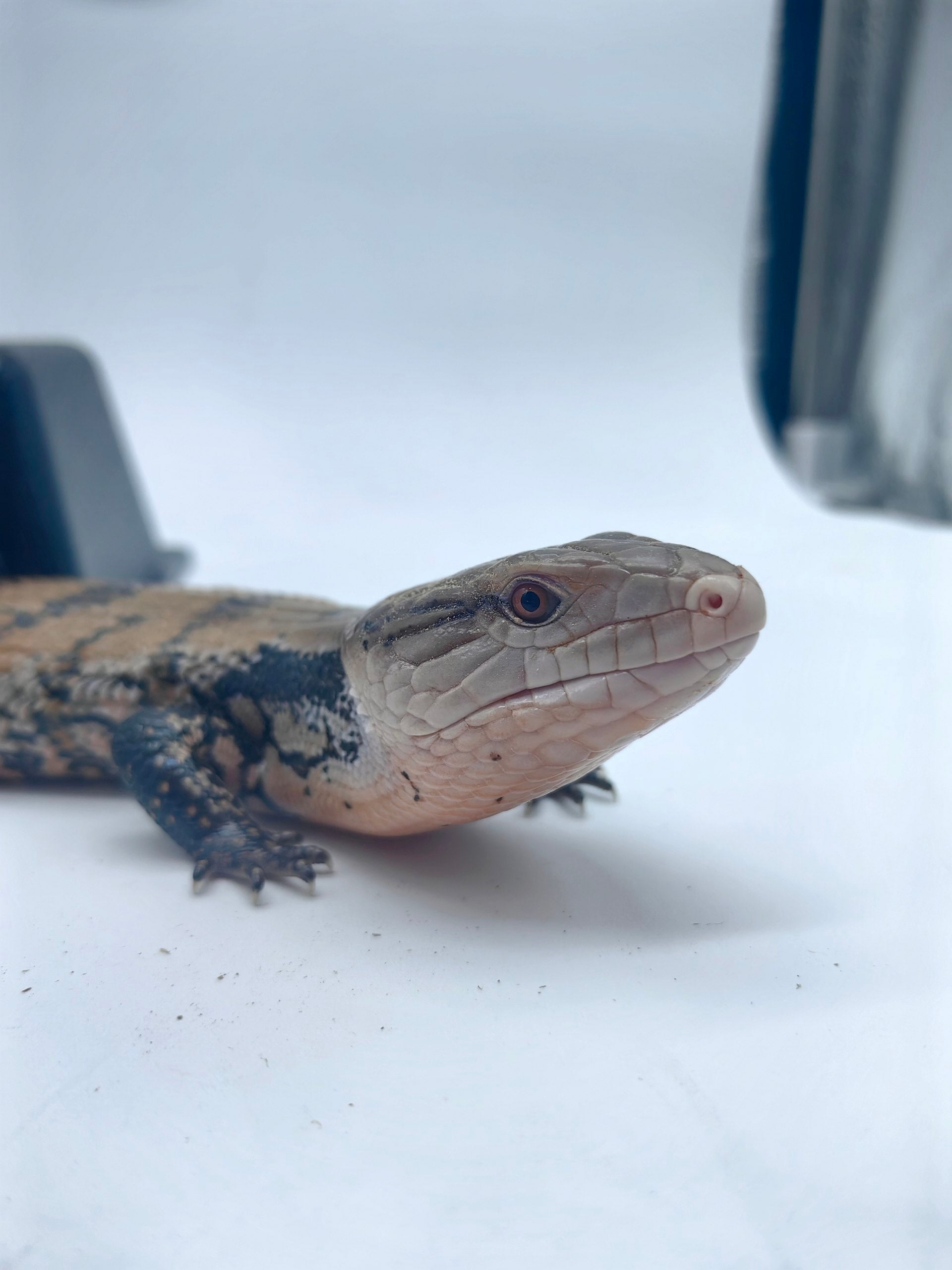 Blue Tongue Skink
