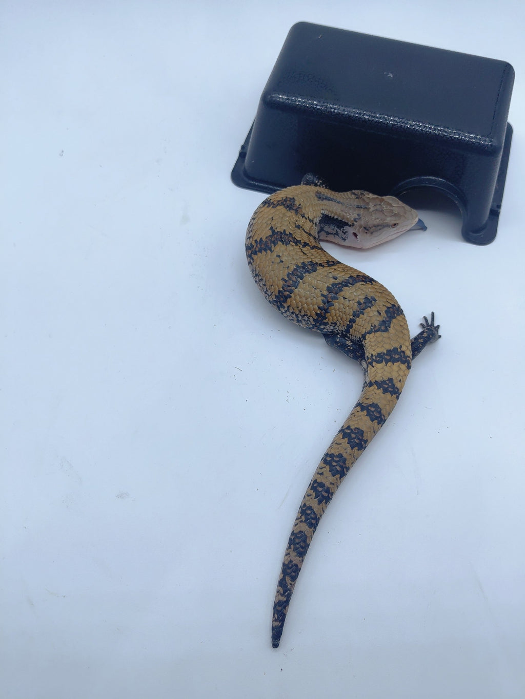 Blue Tongue Skink