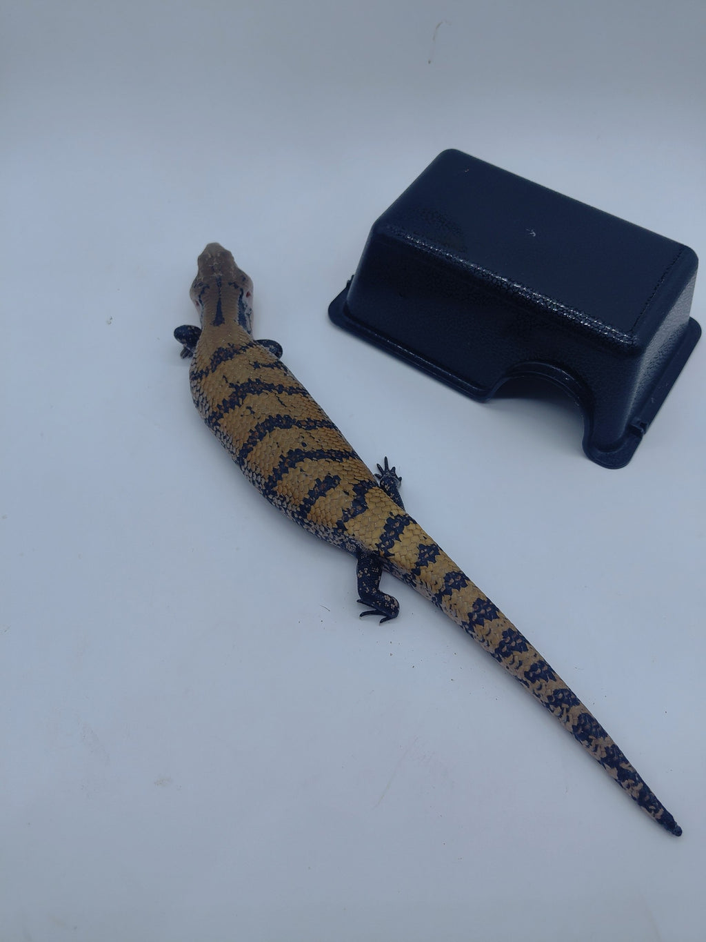 Blue Tongue Skink