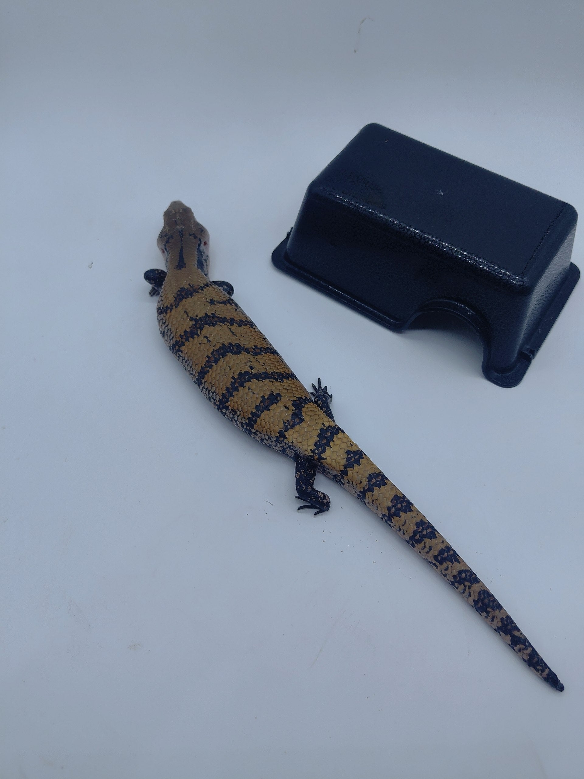Blue Tongue Skink
