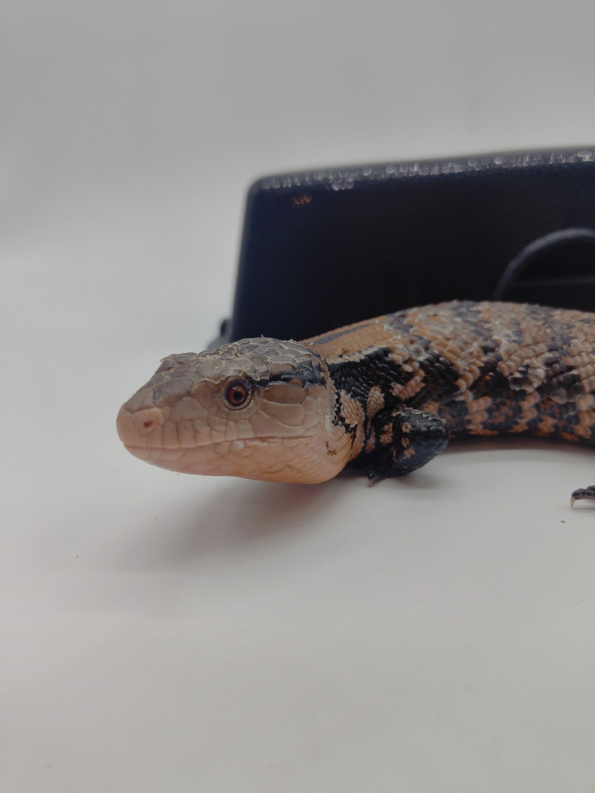 Blue Tongue Skink