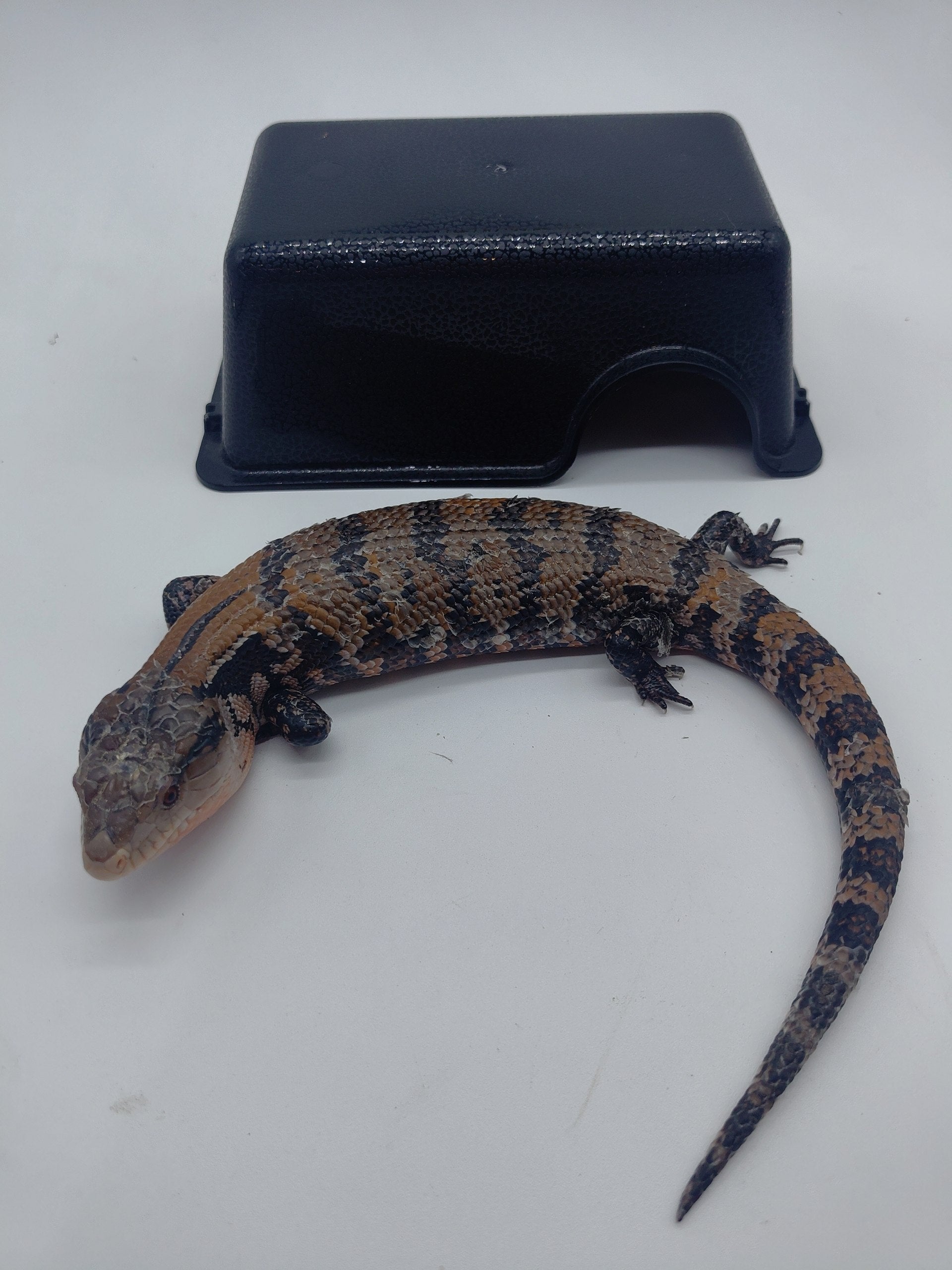 Blue Tongue Skink