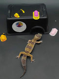 Leopard Gecko