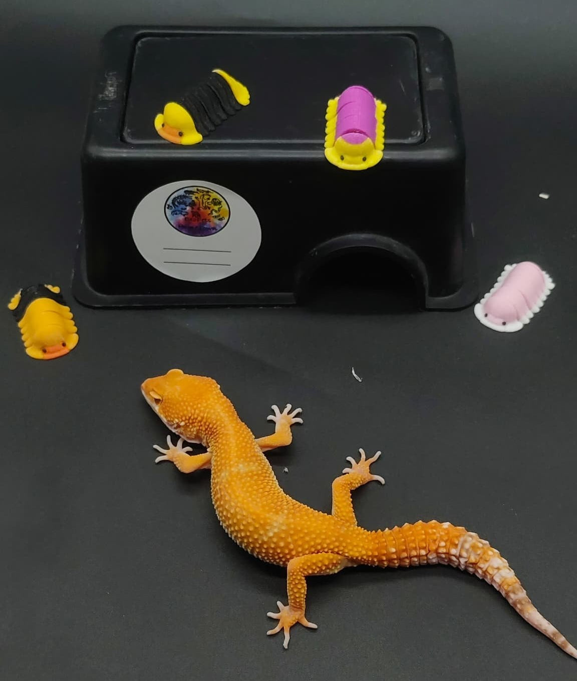 Leopard Gecko