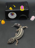 Leopard Gecko