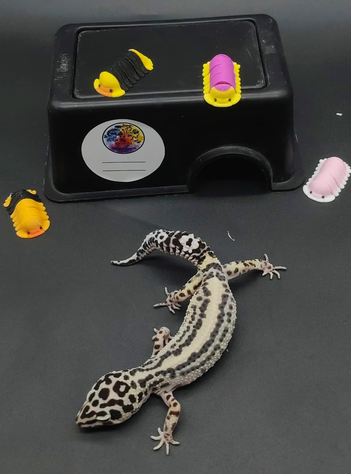 Leopard Gecko