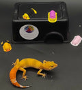 Leopard Gecko