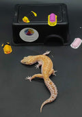 Leopard Gecko