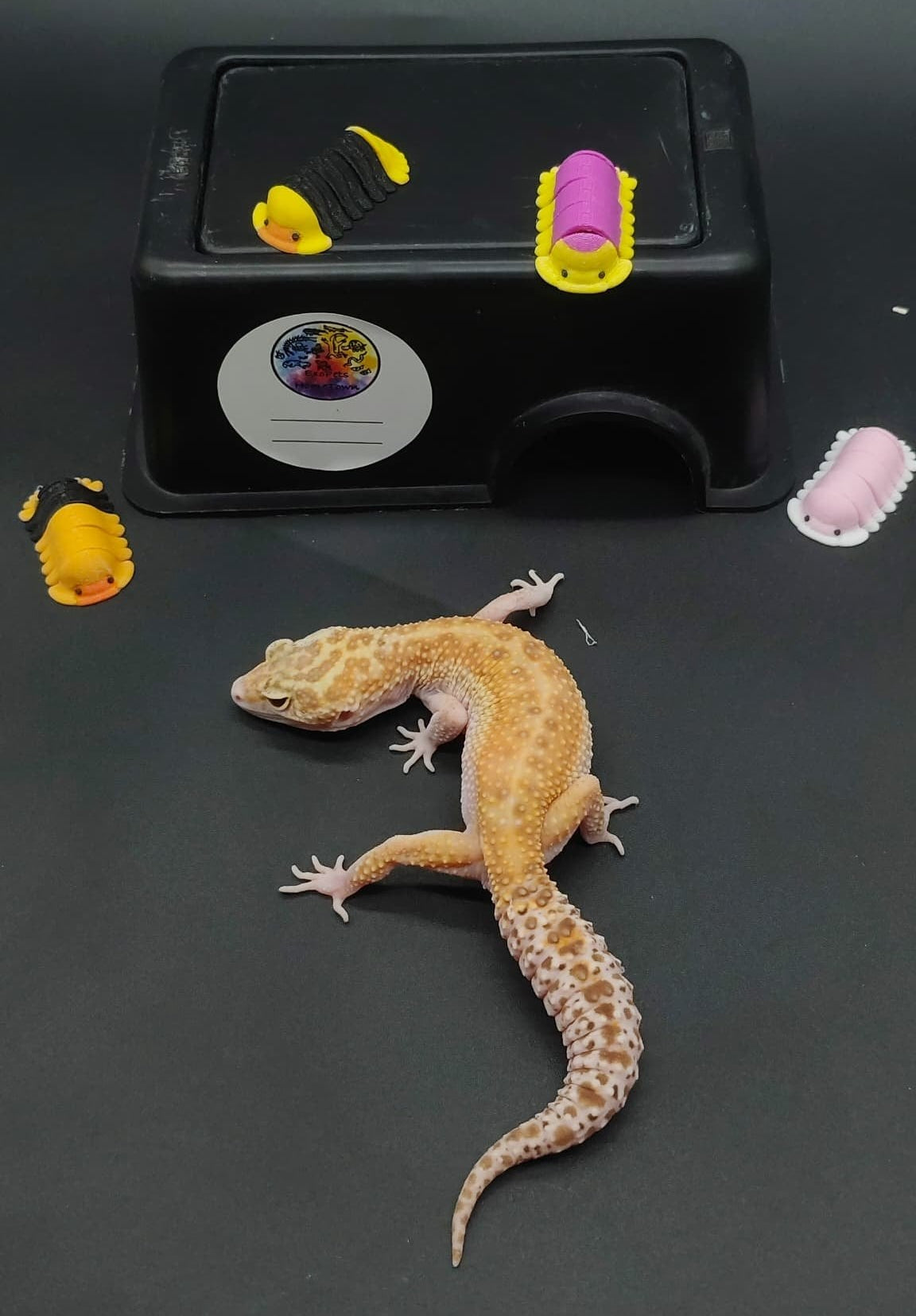 Leopard Gecko