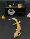 Leopard Gecko