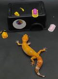 Leopard Gecko
