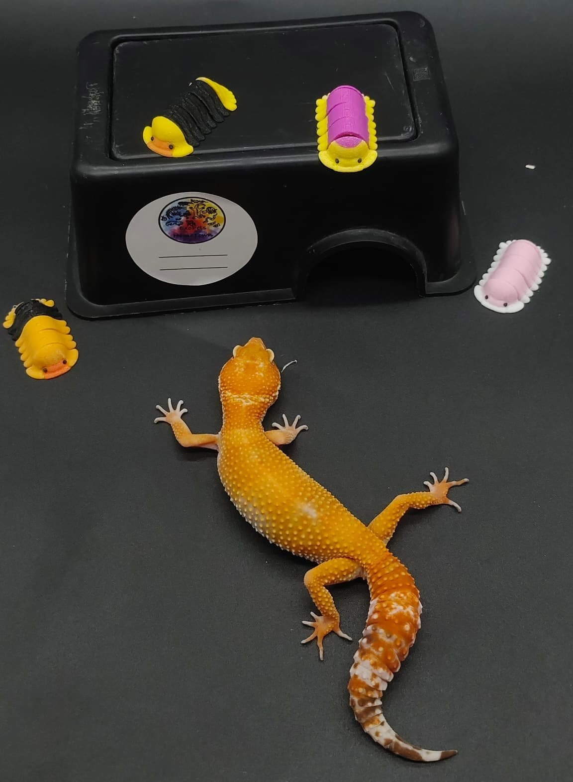 Leopard Gecko
