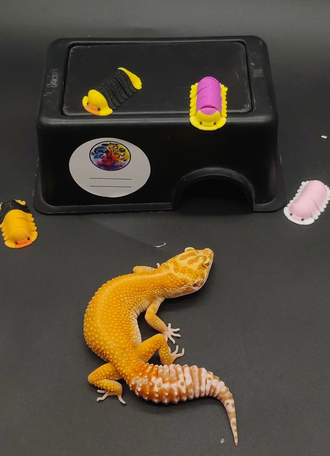 Leopard Gecko
